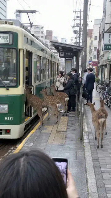 広電の電車に鹿の群れが乗り込む場面